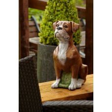 Boxer